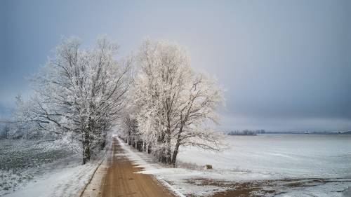 Дубовая аллея. Зима