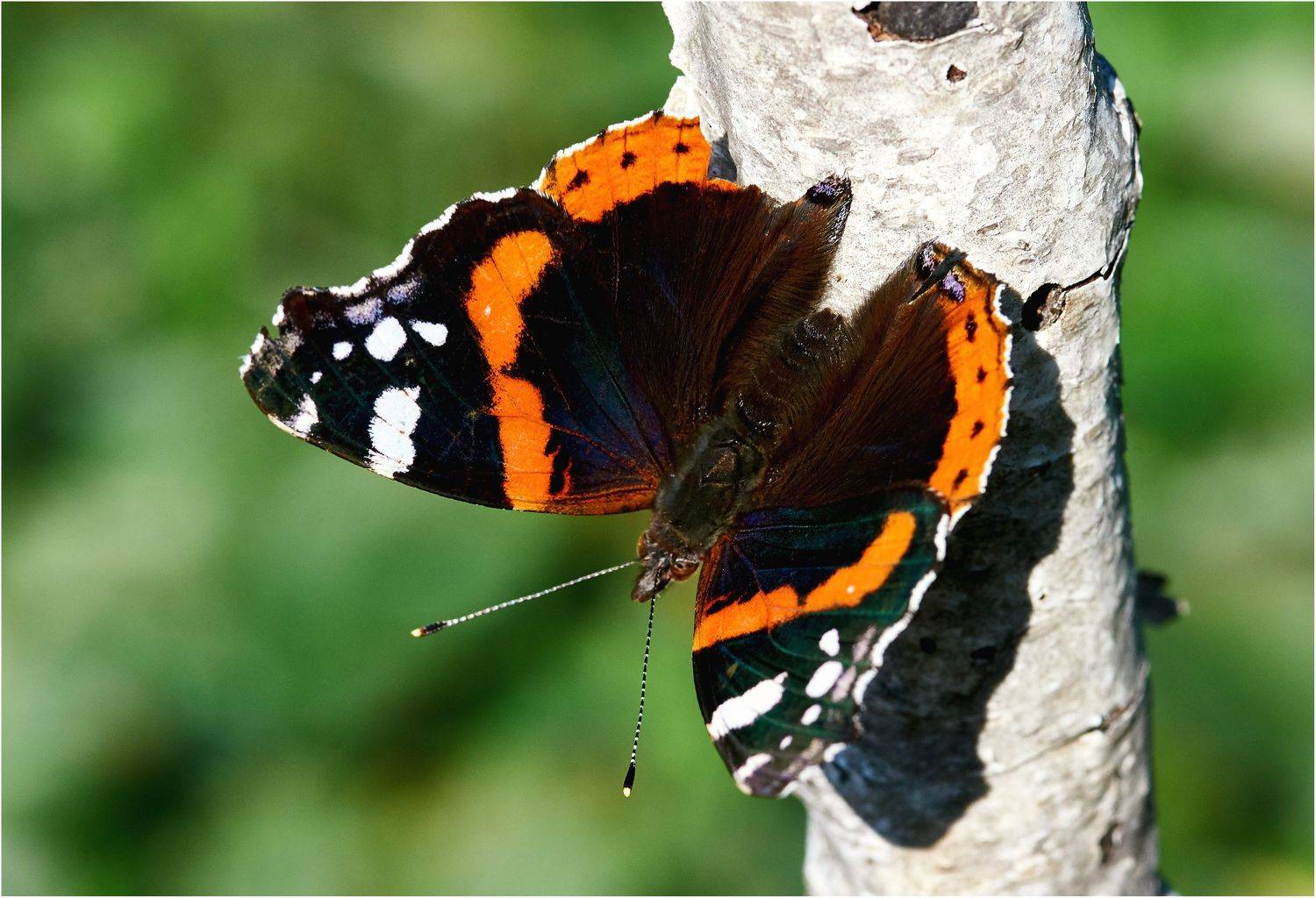 , Владимир Краснов