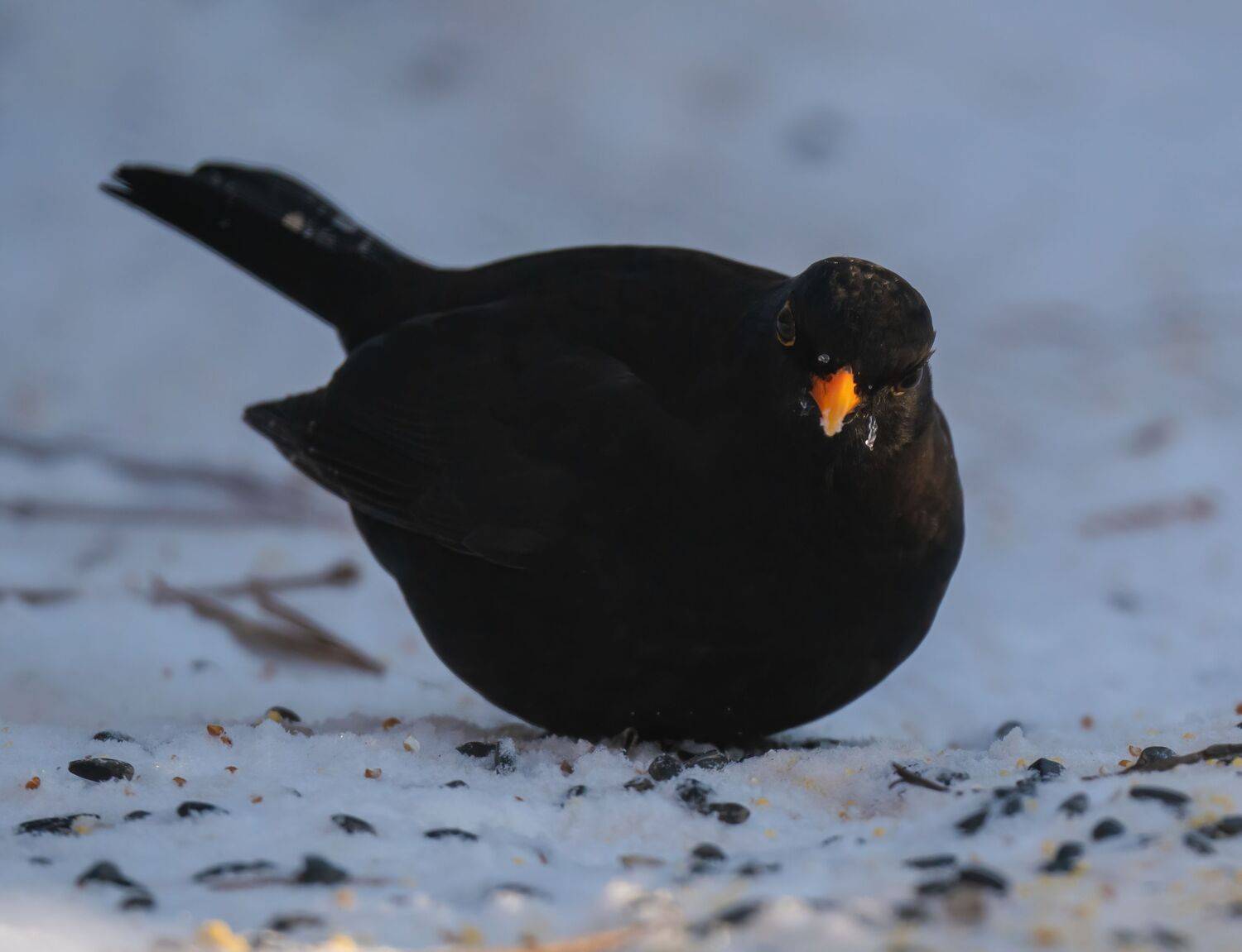 , Константин Дэм