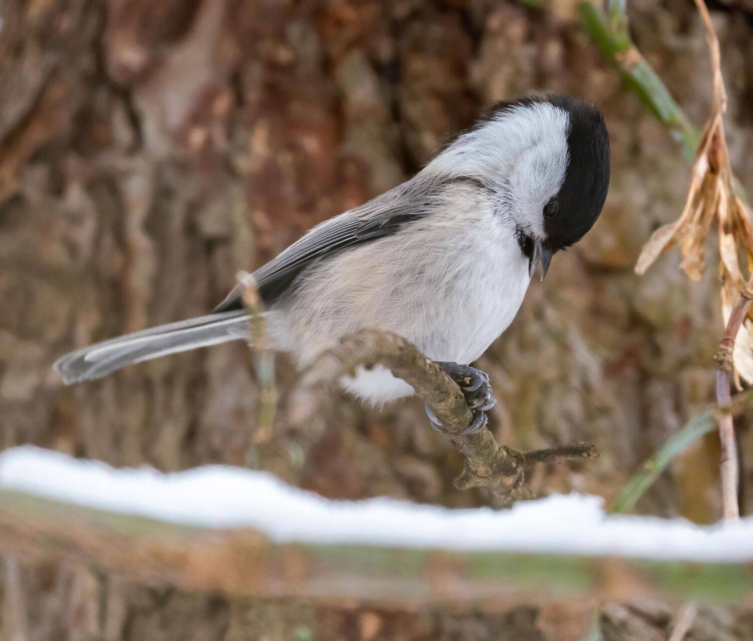 , Константин Дэм
