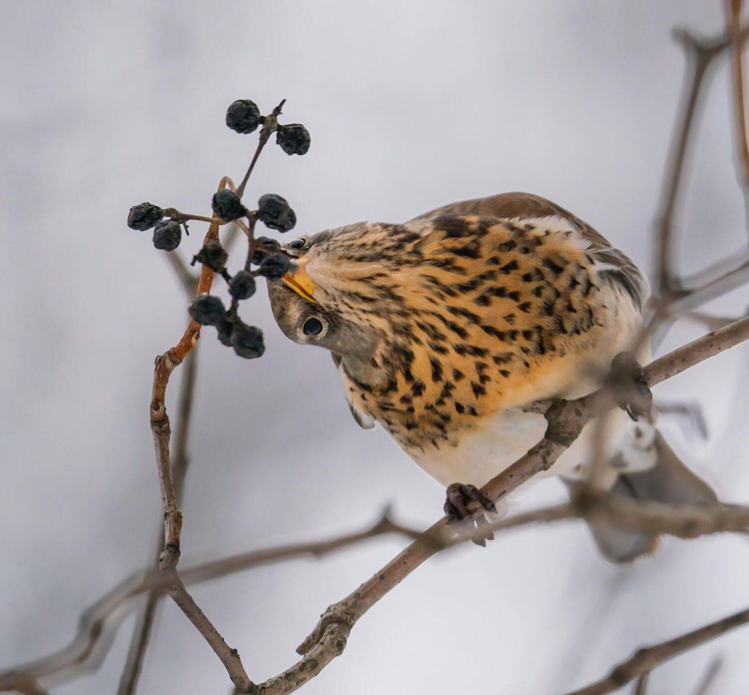 , Константин Дэм