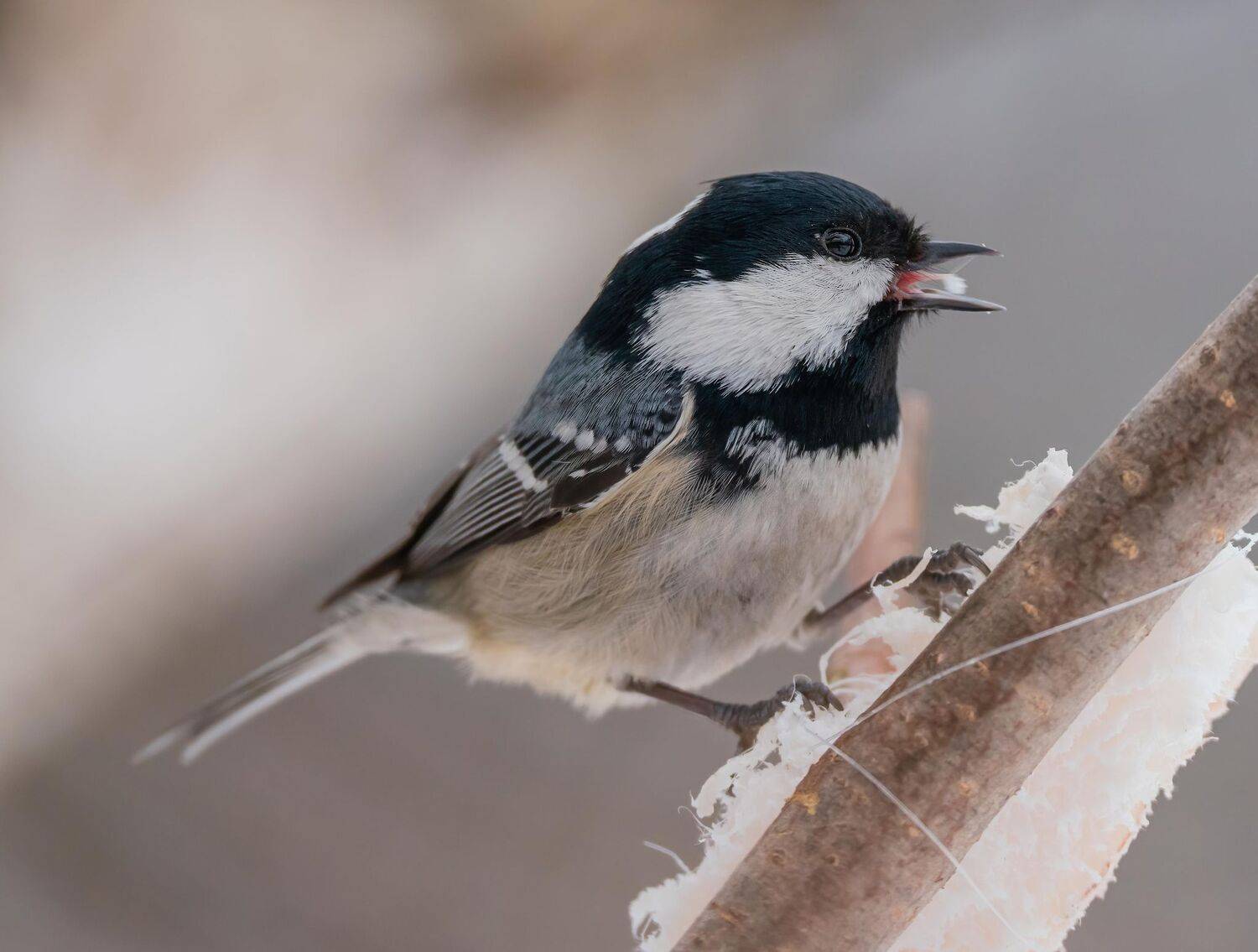 , Константин Дэм