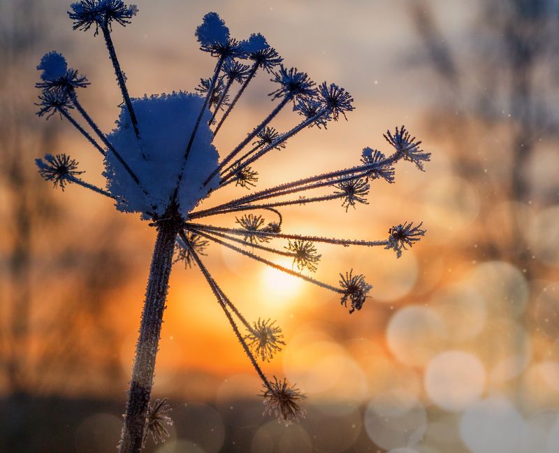 Зимний цветочек фото превью
