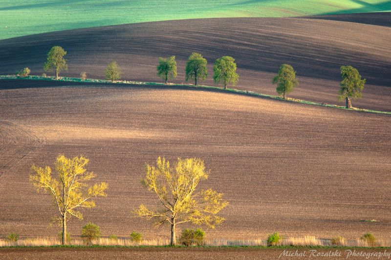 hills, ,tress, ,shadows, ,spring, ,sunset, ,light, ,moravia Chestnut alley фото превью