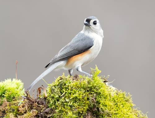 Tufted Titmouse -Острохохлая синица