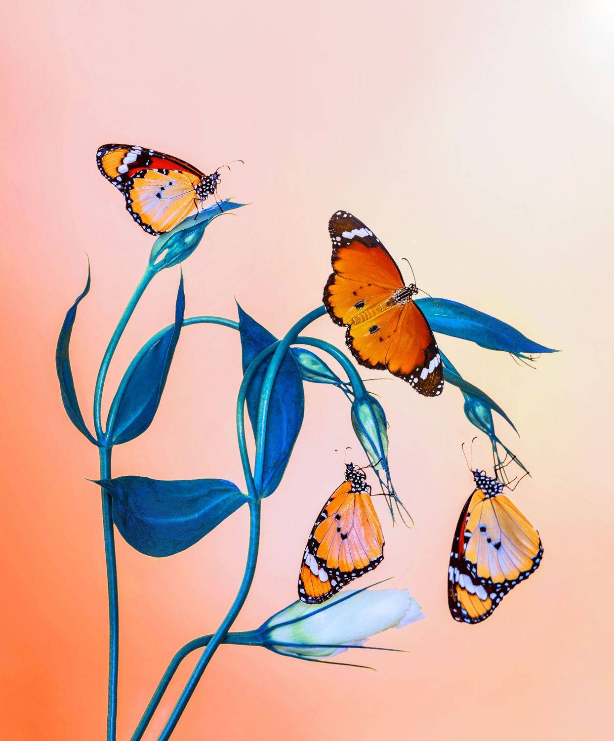 macro, butterfly, nature, summer, flower, beautiful, insect, beauty, seasonal, moth, lepidoptera, arthropod, color, wing, background, natural, spring, plant, colorful, season, floral, wildlife, animal, flora, monarch, orange, wild, close, detail, bug, out, Mustafa &Ouml;zt&uuml;rk