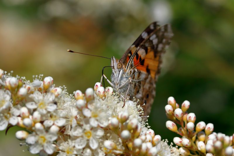 Июнь. Репейница на рябиннике фото превью