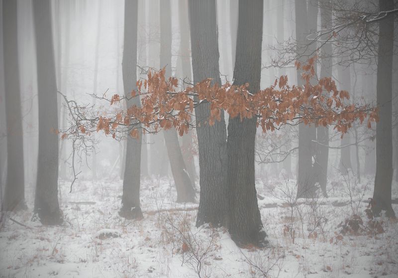 fog hour... фото превью