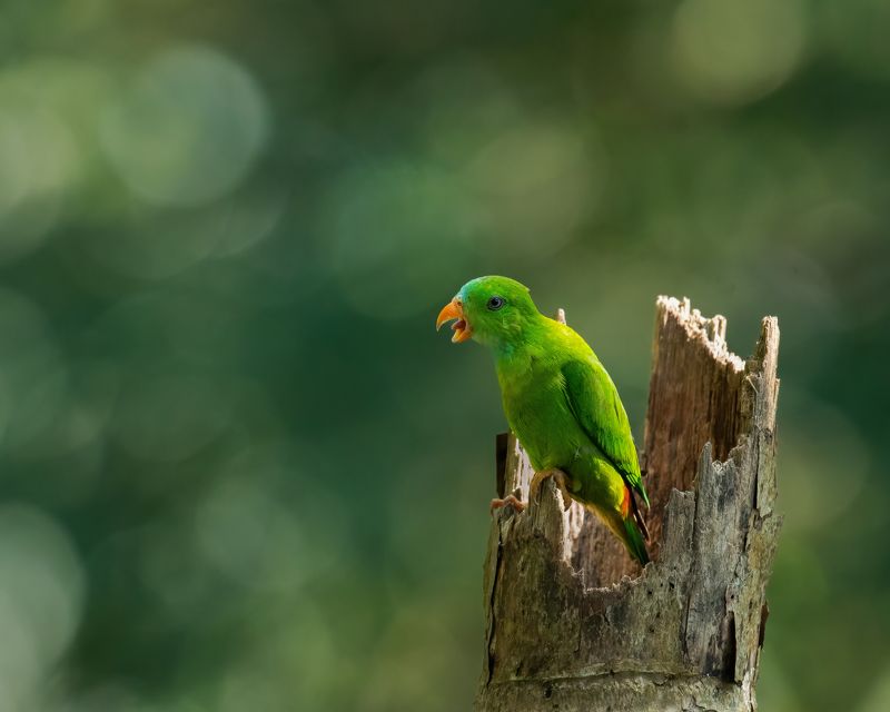 Kerala,India,Birds,Nikon I am hungry! фото превью