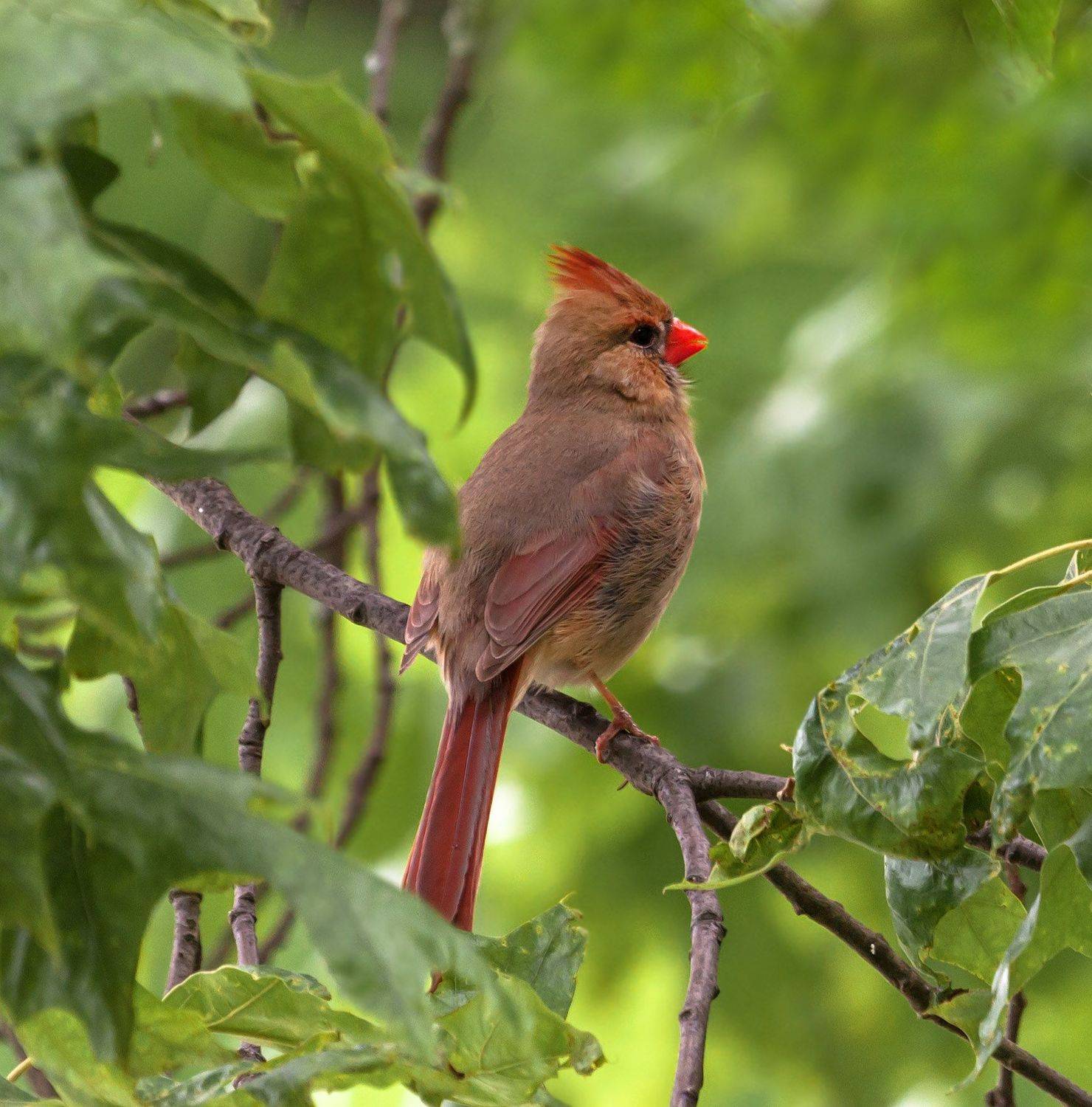 птицы,природа,животные,фото охота, виргинский кардинал,самочка,, Антонина Яновска