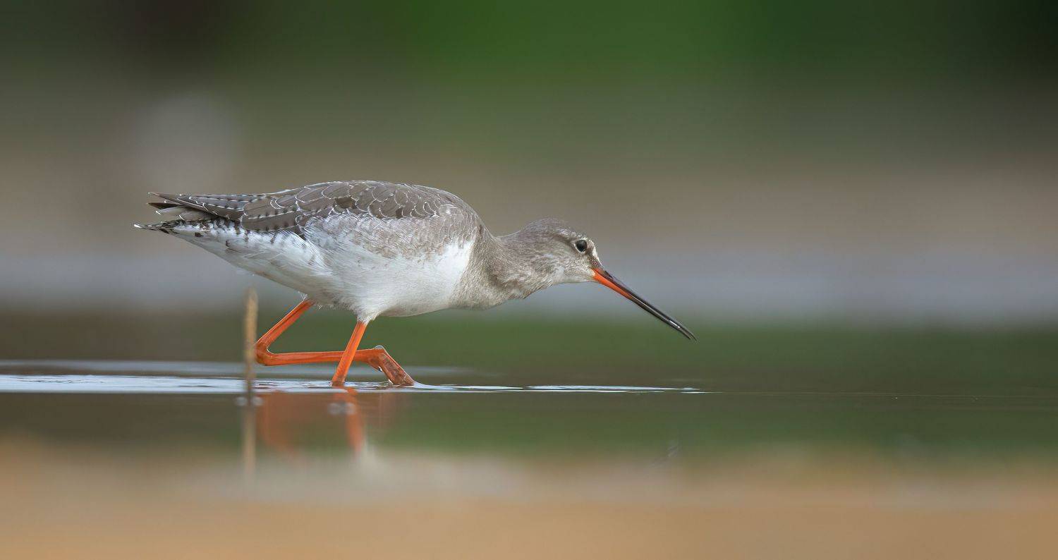 , Grzegorz Dąbrowski