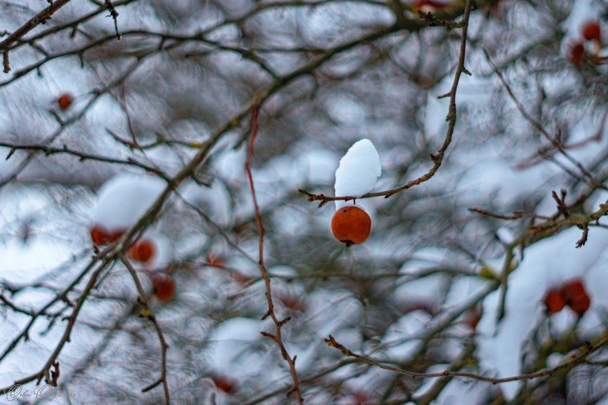 , Орлов Олег