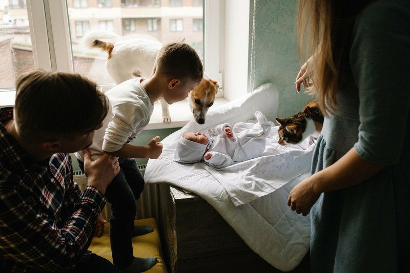 выписка, роддом, новорожденный, младенец, животные, собака, кошка,  Знакомятся фото превью