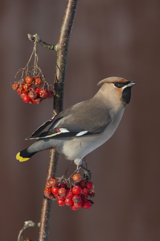Bohemian Waxwing, Europäischer Seidenschwanz, Обыкновенный свиристель (Bombycilla garrulus) фото превью