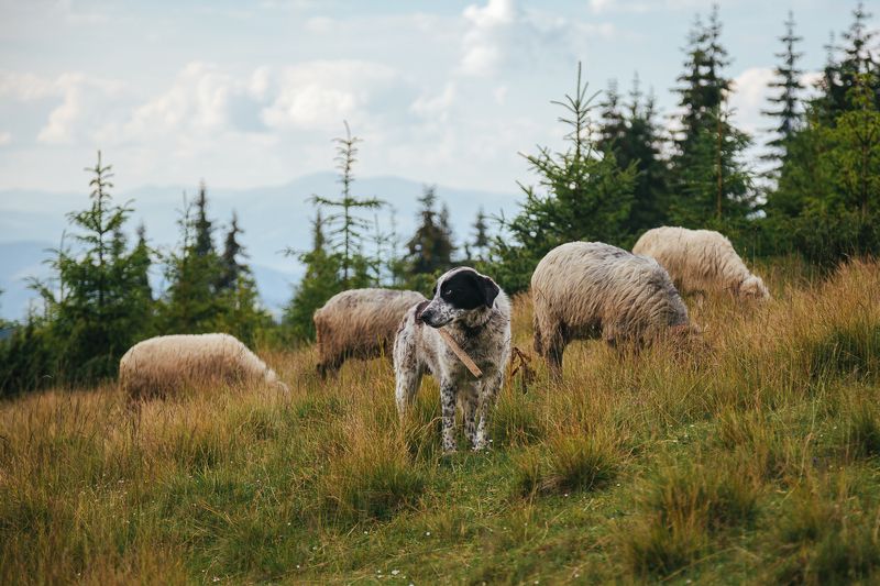 Пастухи фото превью