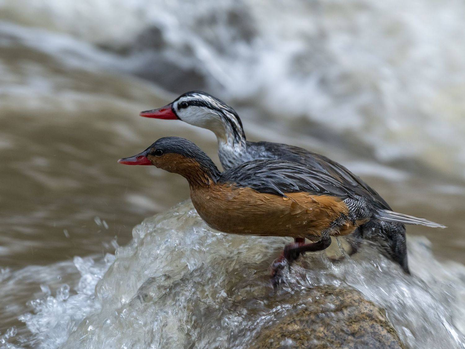 , Fernando Burgalin Sequeira