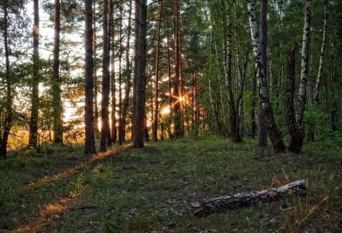 Вечером в лесу