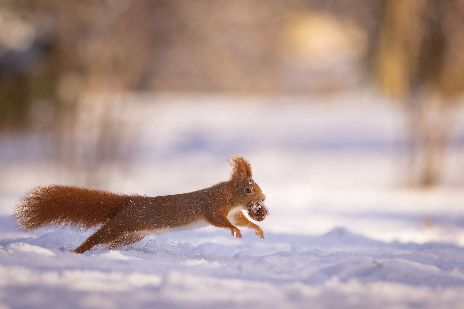 , Robert Adamec