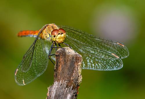 Diplacodes bipunctata