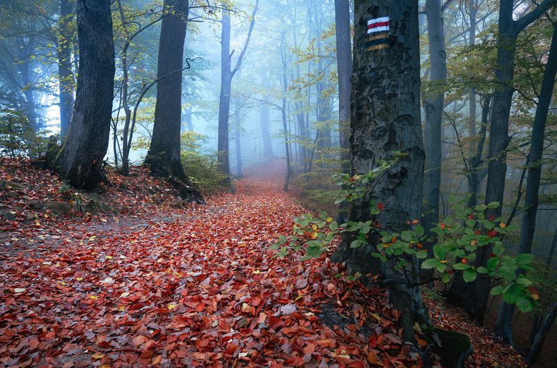 Autumn in the beech forest фото превью