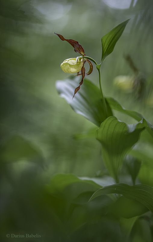 Башмачок настоящий фото превью