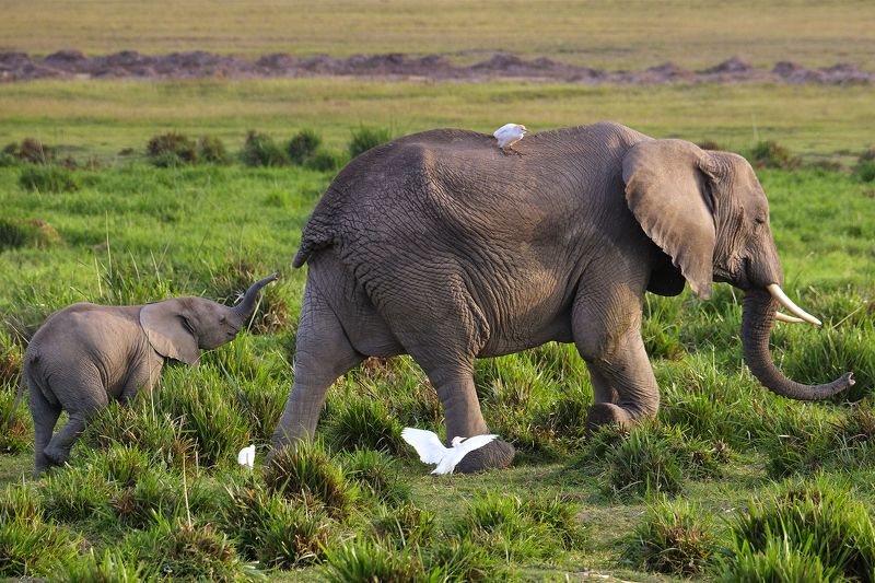 Mommy, wait for me! фото превью