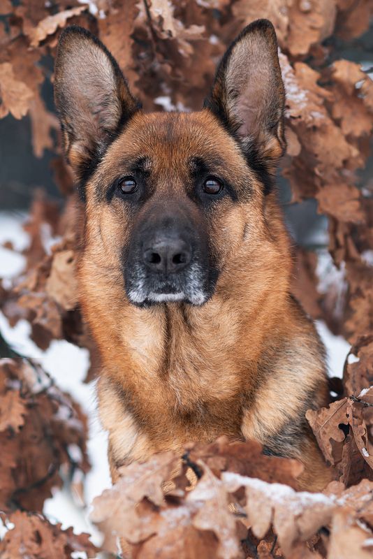 собака, животное, dog, взгляд, немецкая овчарка, овчарка Портрет Бритни фото превью