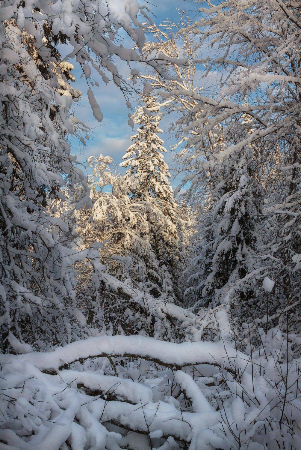 снег, лес, зима, солнце, мороз, бурелом, елка, Светлана Холодняк