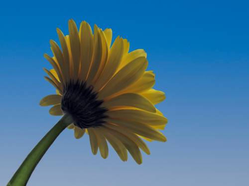 yellow gerbera on a sky background