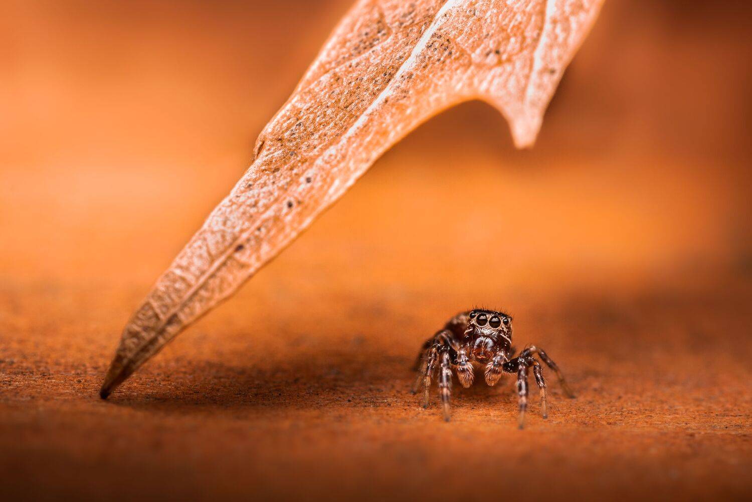 insect, beetle, bug, bugs, leaf, grass, macro, spring, love, spider, jumping spider, Atul Saluja