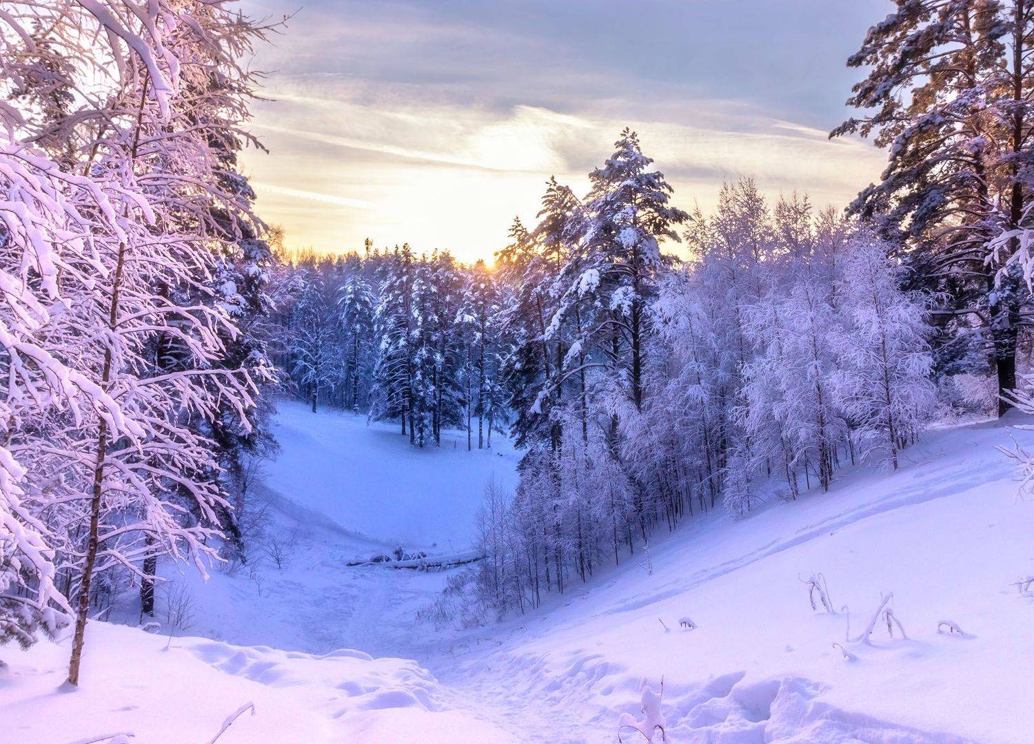 , Алексей Герасимов