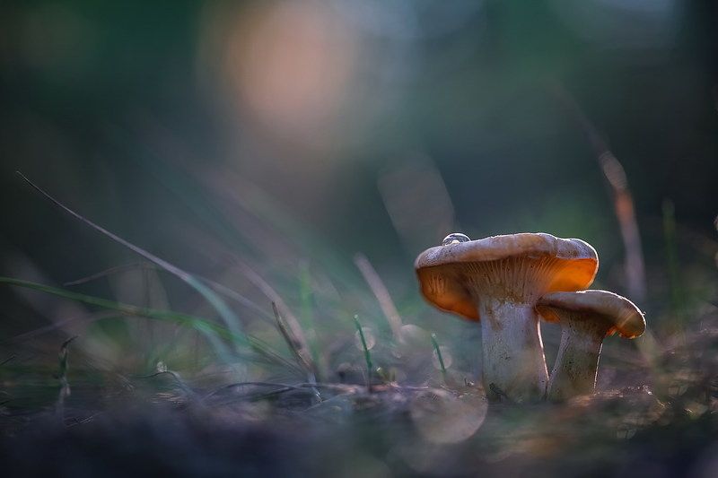 Лисички фото превью