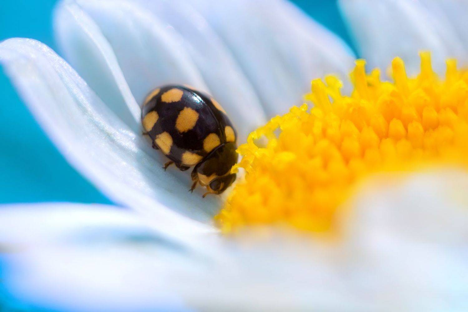 , Алёна Сурнина