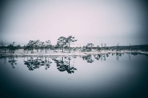 Cold winter landscape frozen snow swamp Kemeri