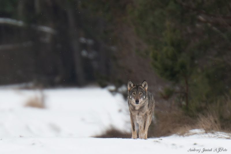 Spotkanie na szczycie фото превью