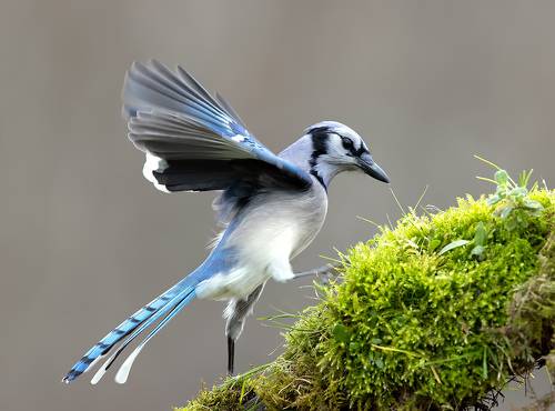 Blue Jay - Голубая сойка