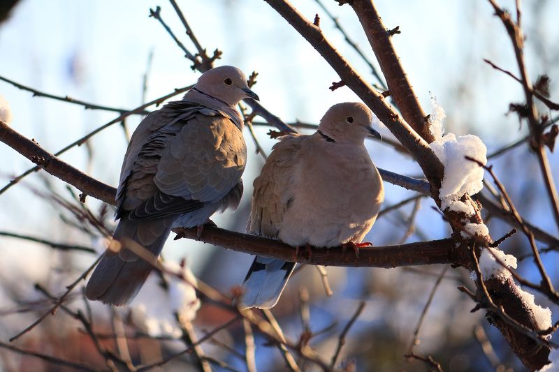 Горлица фото превью
