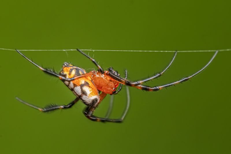 spider, animal, nature, natural, long legs, macro, beauty, beautiful, outdoor Spider фото превью