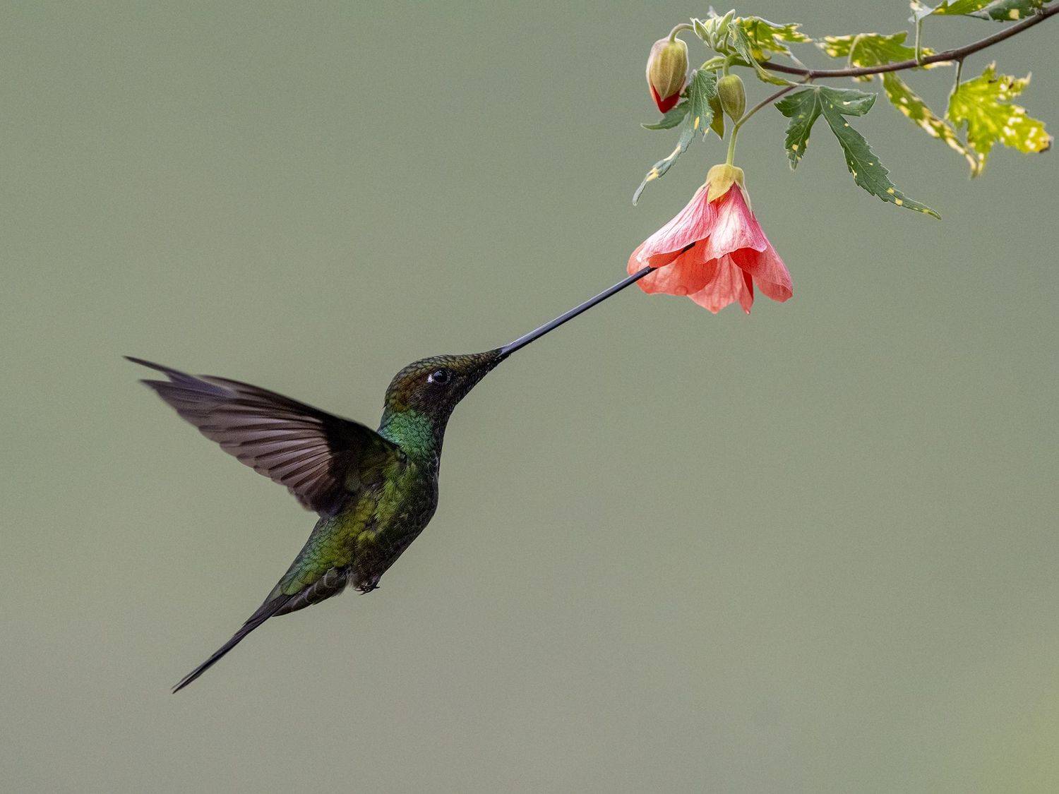 , Fernando Burgalin Sequeira