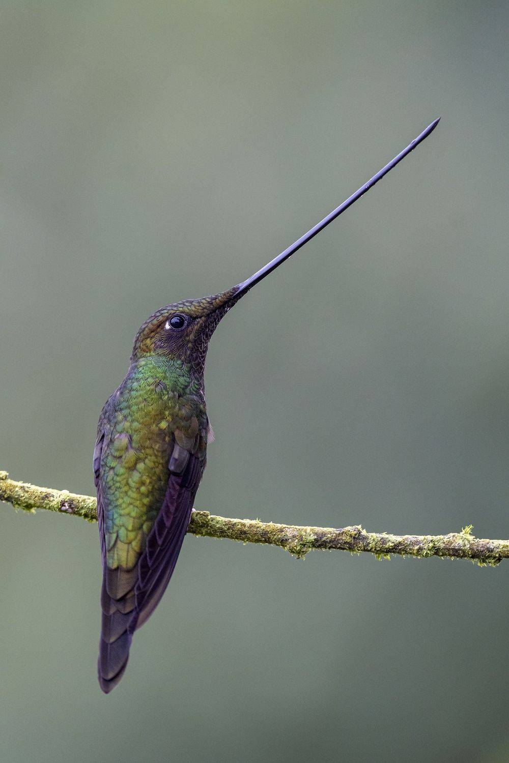 , Fernando Burgalin Sequeira