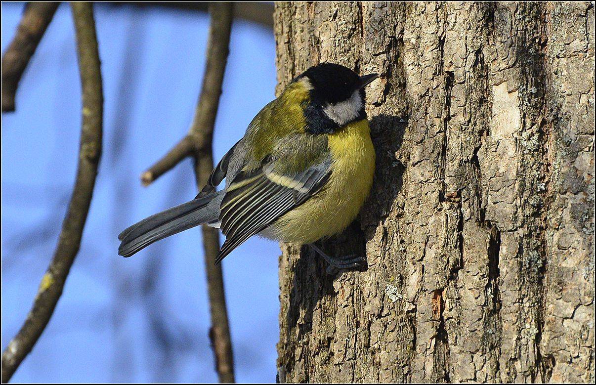 москва, лес, синица, АНАТОЛИЙ ДОВЫДЕНКО