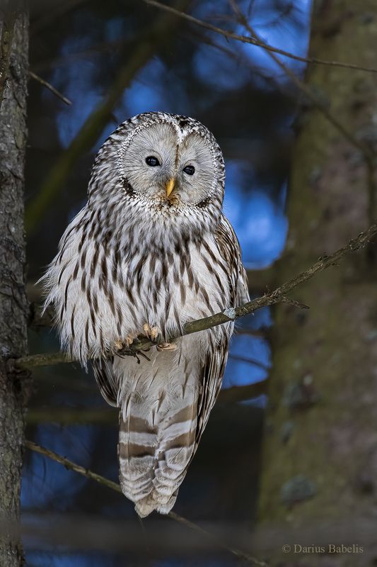 Длиннохвостая неясыть фото превью