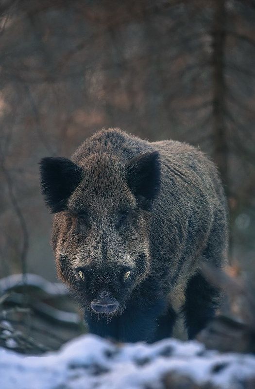 Вот и встретились...взглядом фото превью