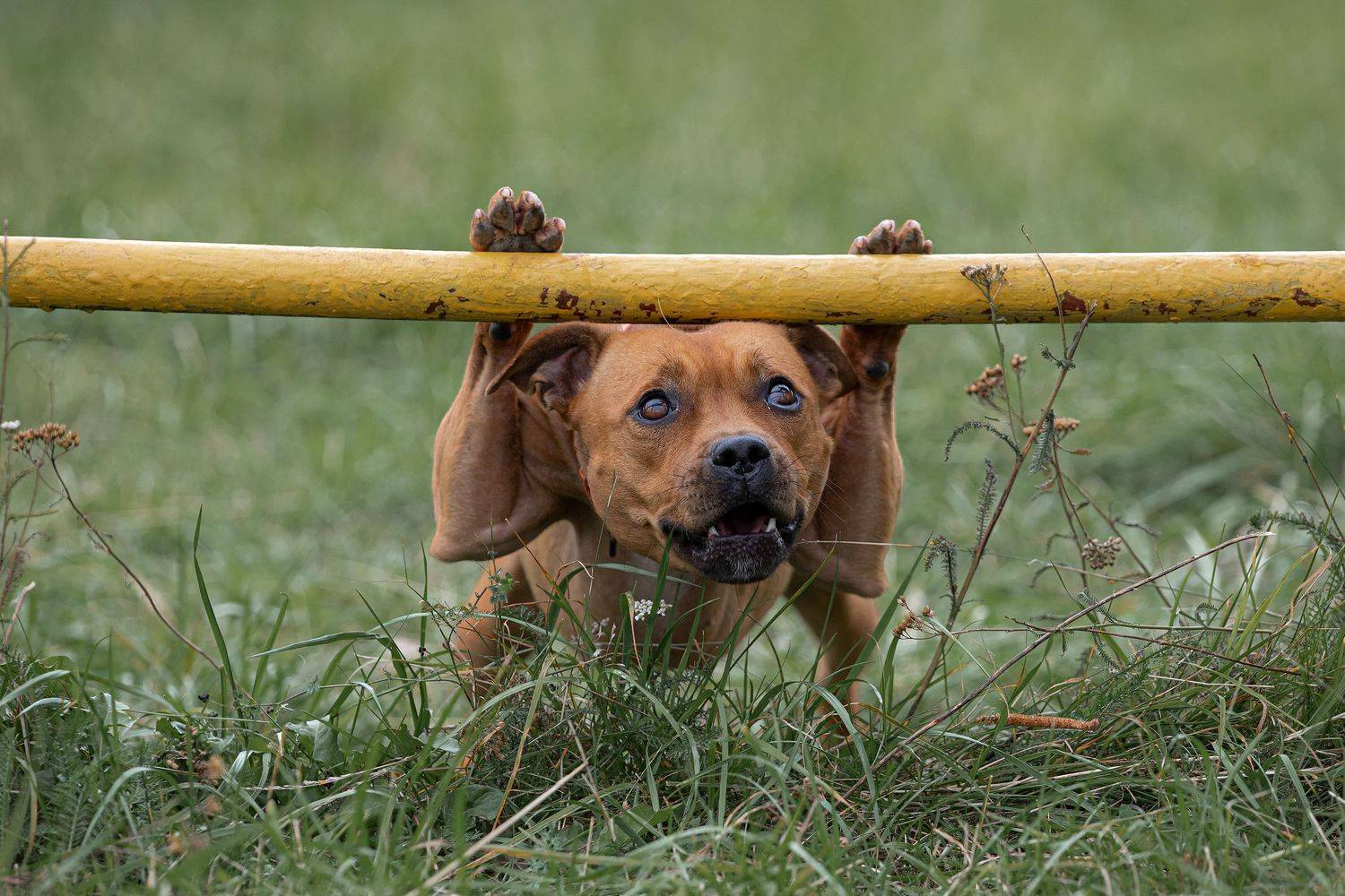 стаффордширский бультерьер, стаффи, фото собак, спорт с собакой, дрессировка, кинология, фотограф собак, Шерскова Мария