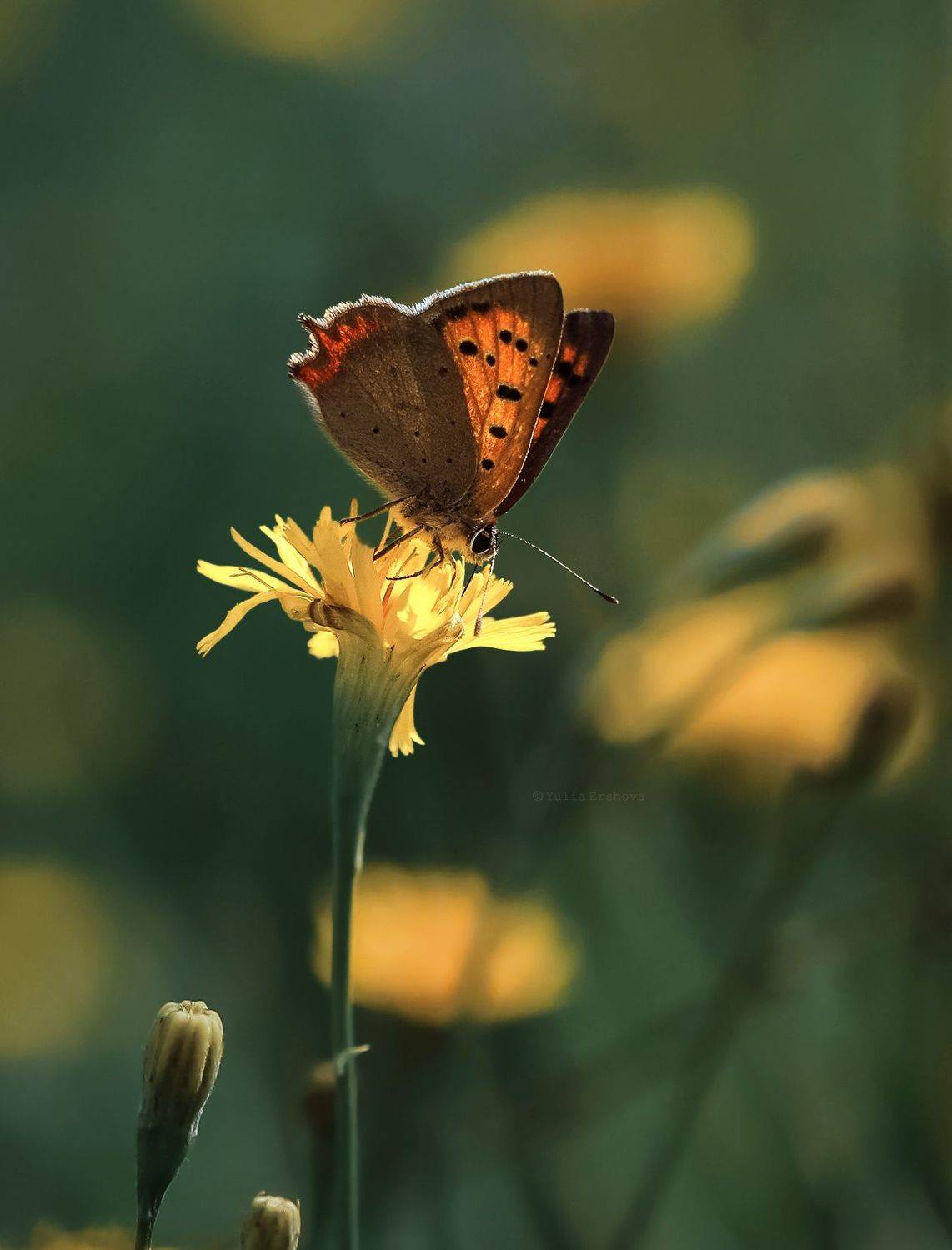 бабочка, червонец пятнистый, макро, macro, butterfly, Ершова Юлия