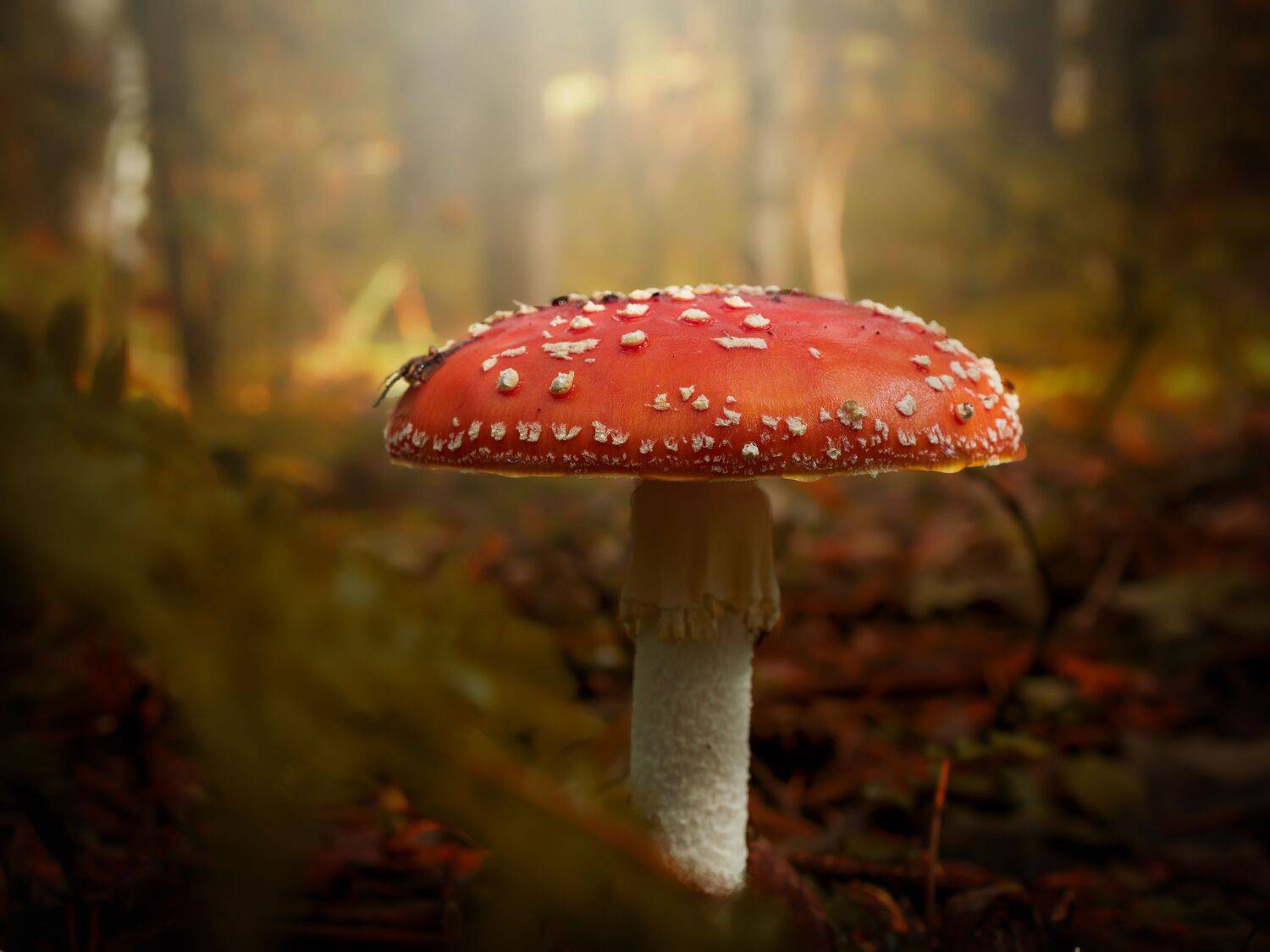 мухомор, осень, лес, макро, Сергей Калёв