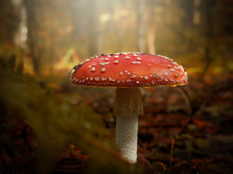 Под цвет осени фото превью