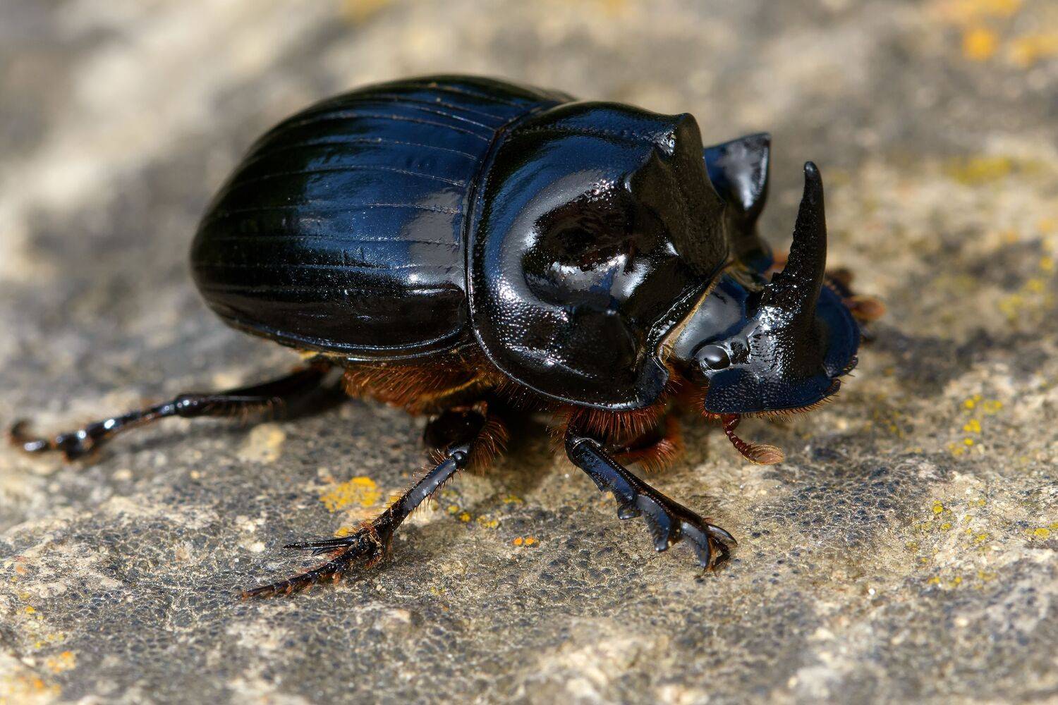 копр лунный, copris lunaris, пластинчатоусые, scarabaeidae, scarabaeinae, жук, Павел Черенков