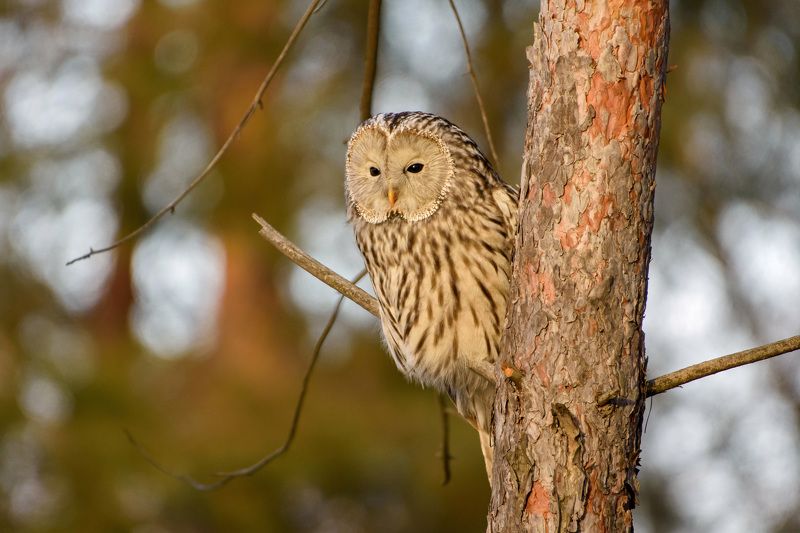 длиннохвостая неясыть неясыть фото превью