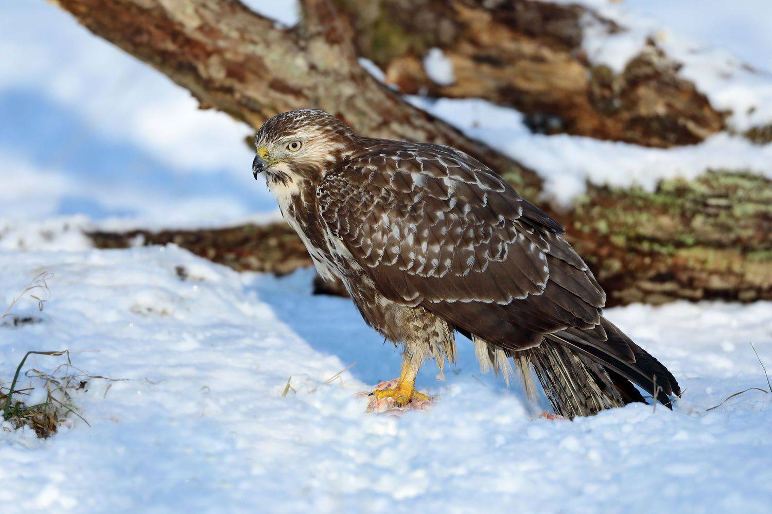 , Александр Гусар